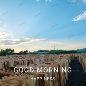 Good morning & happy at Dried acacia core veneers at Phu Cau factory
