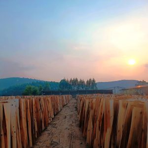 Dried acacia core veneers at Phu Cau factory