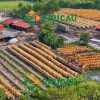 Core veneers drying field at Phu Cau Factory