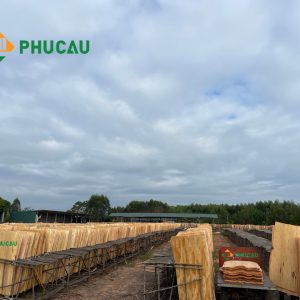 eucalyptus core veneers drying field